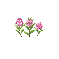 "Pink Oleander Flower Bushes – Hand-Drawn Botanical Illustration Isolated on" Blooming Rhododendron Trees in Spring Garden Illustration"
 White Background"