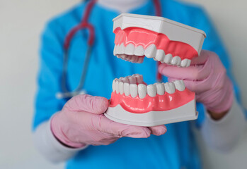 Dentist demonstrating dental models in clinic