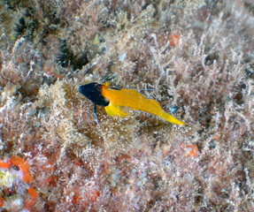 A Black faced Blenny (Tripterygion delaisi) in Tarragona, Spain