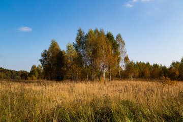 Obraz premium Autumn birch trees with golden foliage under a clear blue sky in Tuchkovo, Russia, surrounded by tall dry grass.