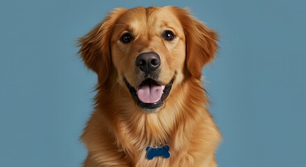 Fototapeta premium Cheerful Golden Retriever Portrait on Blue Background