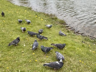 Pigeons gather beautifully at the serene water's edge in the park and eat bread. A cheerful flock of pigeons gracefully settled on the lush green grass by a calm pond