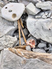 composition of stones by the sea. unusually structured stones on the coast. white cliffs. texture of stone. beautiful sea stones. sea. summer