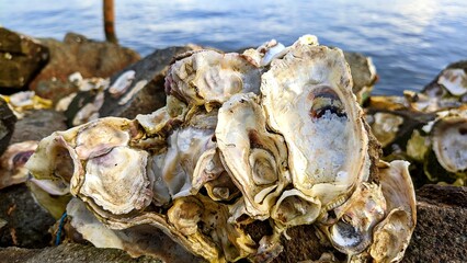 Oyster shells on coastal rocks
