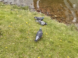 Pigeons gather beautifully at the serene water's edge in the park and eat bread. A cheerful flock...