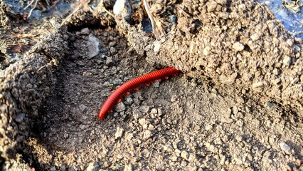 A millipede walks on dry land