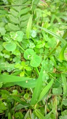 green leaves with water drops