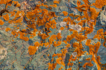 Vibrant lichen growing on sedimentary greenish rock surface under direct sun light