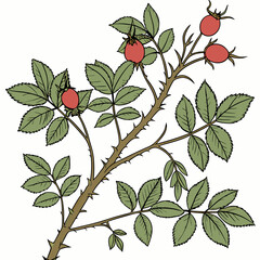 seamless pattern with red berries and leaves