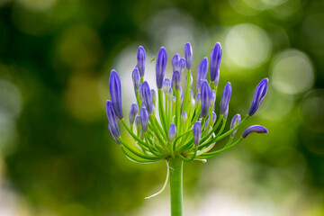 A blue African acapanthus flower with a spider on a blurred green background with side highlights.close-up. natural light