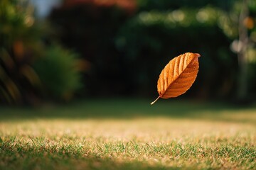 Obraz premium Floating leaf above grass in a serene garden during a sunny afternoon