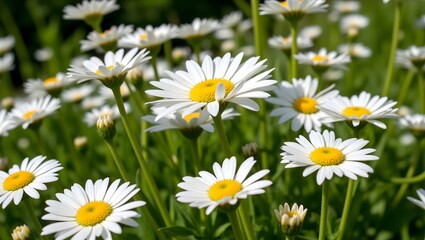 Fototapeta premium Sunlit Daisies in a Lush Green Meadow, Their White Petals Gleaming, Yellow Centers Vibrant, a Peaceful Summer Scene of Natures Beauty