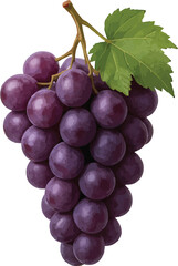 3D Grapes Bunch, Purple, Full View, Isolated on White