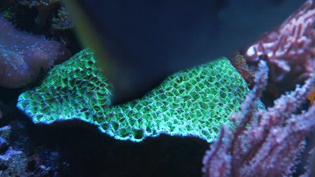 Fishes swim by underwater plants and green brain coral - colony consisting of large number of small polyps whose intestinal cavities are connected to each other through system of canals