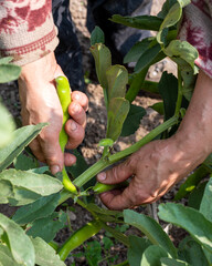 Close up of farmer's hands picking fresh broad beans in organic field. Spring garden harvest. Traditional agriculture.