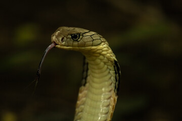 close up of a snake