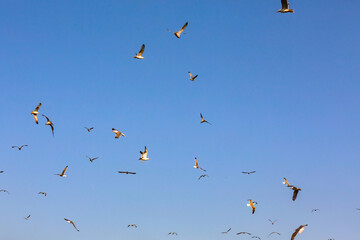 Flock of seagulls flying in the clear blue sky on a bright sunny day