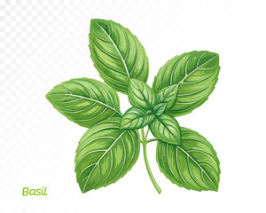 Watercolor basil bunch with detailed realistic leaves in radial arrangement, perfect for organic cooking themes. Vector illustration.