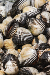 Fresh mussels with dark stripes displayed at seafood market in Istanbul, Turkey