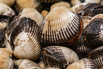 Close-up of fresh mussels with striped shells at seafood market in Istanbul, Turkey