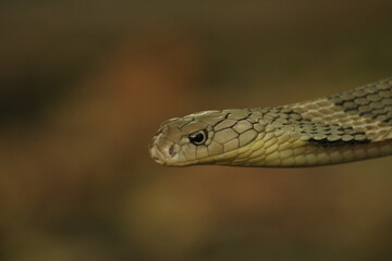 close up of an snake