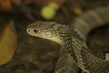 close up of a green snake