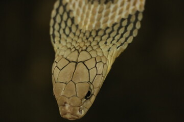 close up of a python