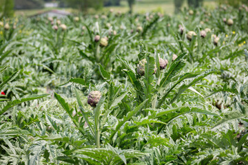 Field of lush artichoke plants growing under sunny skies in agricultural landscape