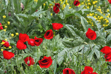 Colorful poppy flowers in vibrant spring garden with lush greenery and yellow wildflowers
