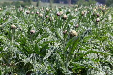  Field of artichokes under clear sky for agricultural and organic farming concepts
