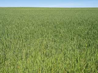 Green wheat field with clear blue sky
