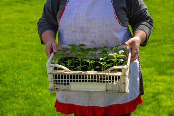 Light-skinned woman holding seedlings in sunny garden