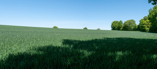 Tranquil rural landscape in Germany with a wheat field on a hill against a bright spring sky.
