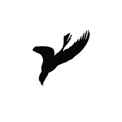 Fototapeta premium Black Silhouette of a Bird in Flight Diving Down white