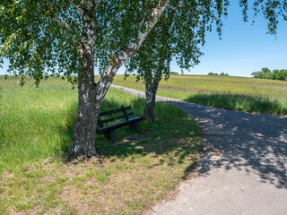 Peaceful rural path with a bench under a birch tree, surrounded by green fields and blue sky on a sunny summer day.
