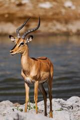 Impala ram alert to possibly danger etosha 