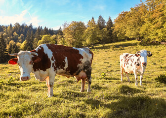 Two cows standing on a sunny mountain pasture during golden hour, surrounded by forest and peaceful...