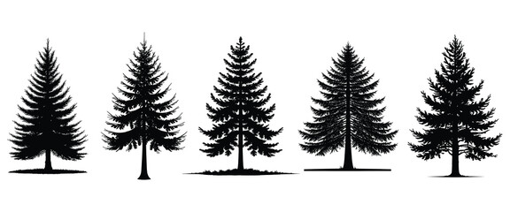 Five Detailed Silhouettes of Coniferous Trees