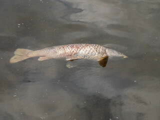 Dead fish floating belly-up in murky water, highlighting environmental issues and water pollution.
