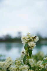 Serene Lakeside Bloom Delicate White Flowers by Calm Water