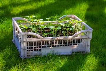 Numerous green seedlings growing in plastic crate outdoors