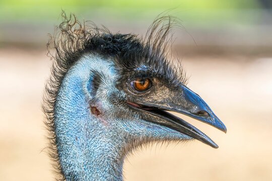 Close-up of an emu's head in a natural setting.
