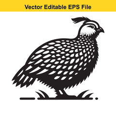 Vector illustration of a California Quail in black and white