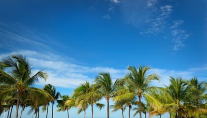 palm trees in a row in key west florida tropical blue sky and summer background with copy space