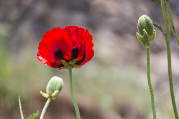 Wild poppy blooming on a rugged slope near Damavand, Iran, bringing vibrant color to the arid...