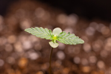 Close-up of a young cannabis seedling sprouting from nutrient-rich soil, showing early leaf development with focus on plant growth and organic cultivation.