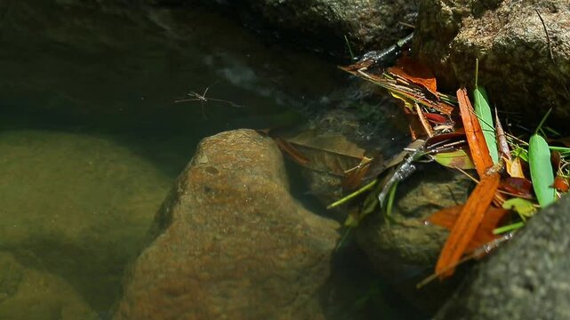 Common water strider (Gerris lacustris) moving on water surface	