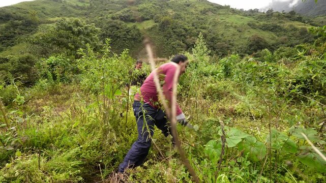 Working farmer clearing dense vegetation with sharp machete on steep agricultural hillside, showcasing traditional manual labor in rural Latin American landscape