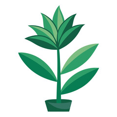 indoor plant on white background