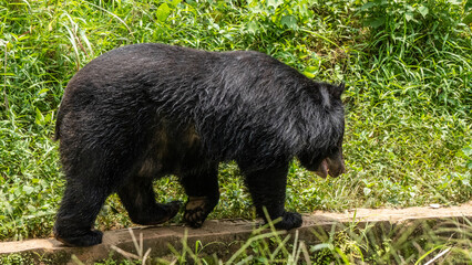 Himalayan bear in the jungle walking